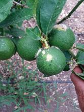 Cotonello degli agrumi