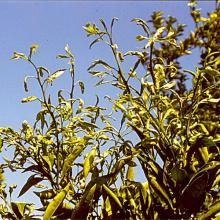 Citrus leaf-miner