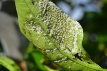 Mosca bianca fioccosa degli agrumi