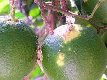 Citrus mealybug