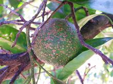 Cocciniglia forte rossa degli agrumi